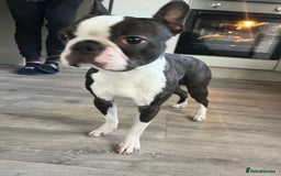 Boston Terrier dogs for stud: Wildax KC Boston terrier Stud - Image 3