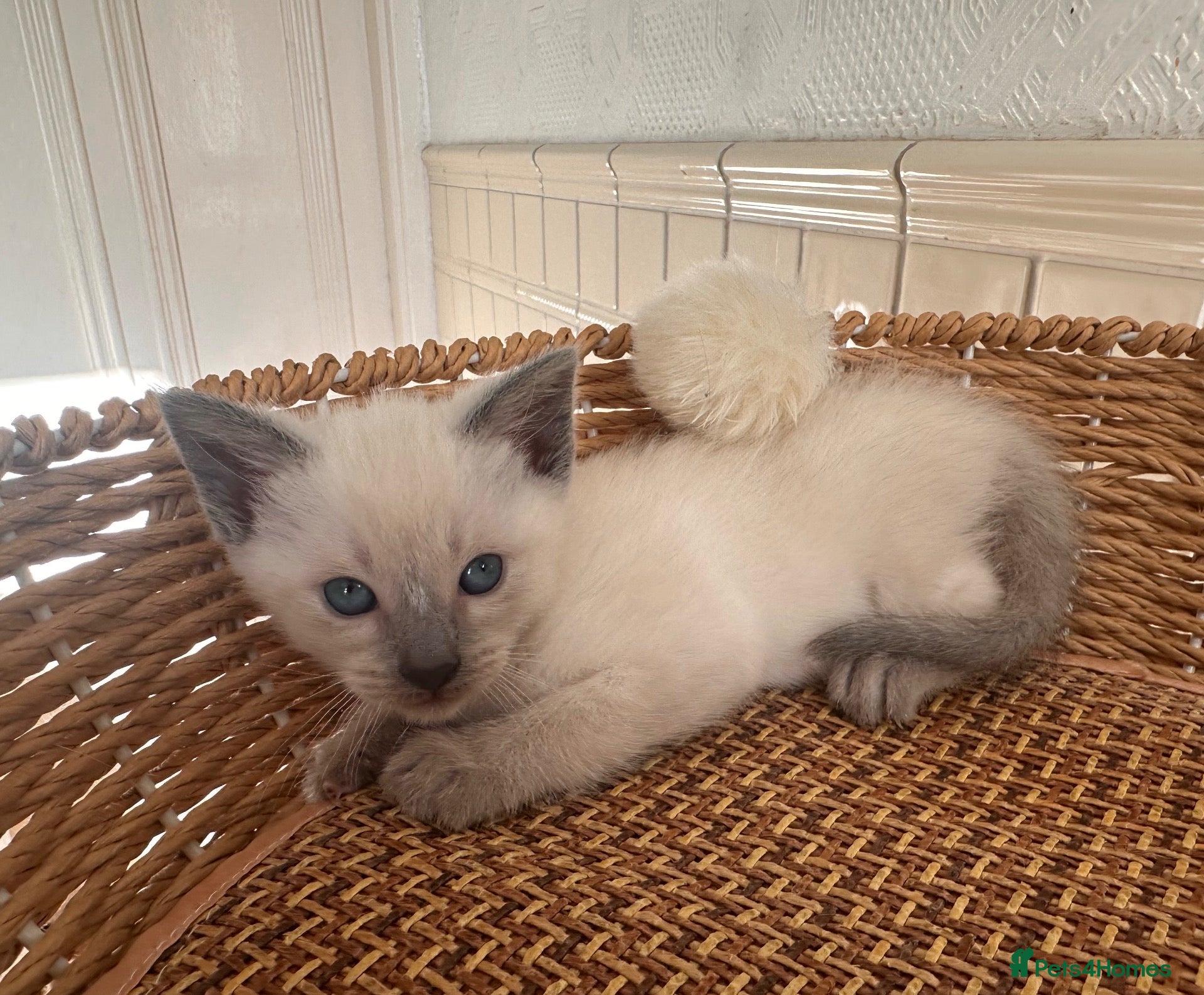 Siamese cats Only one blue point girl left 🐾💕 - Advert 3