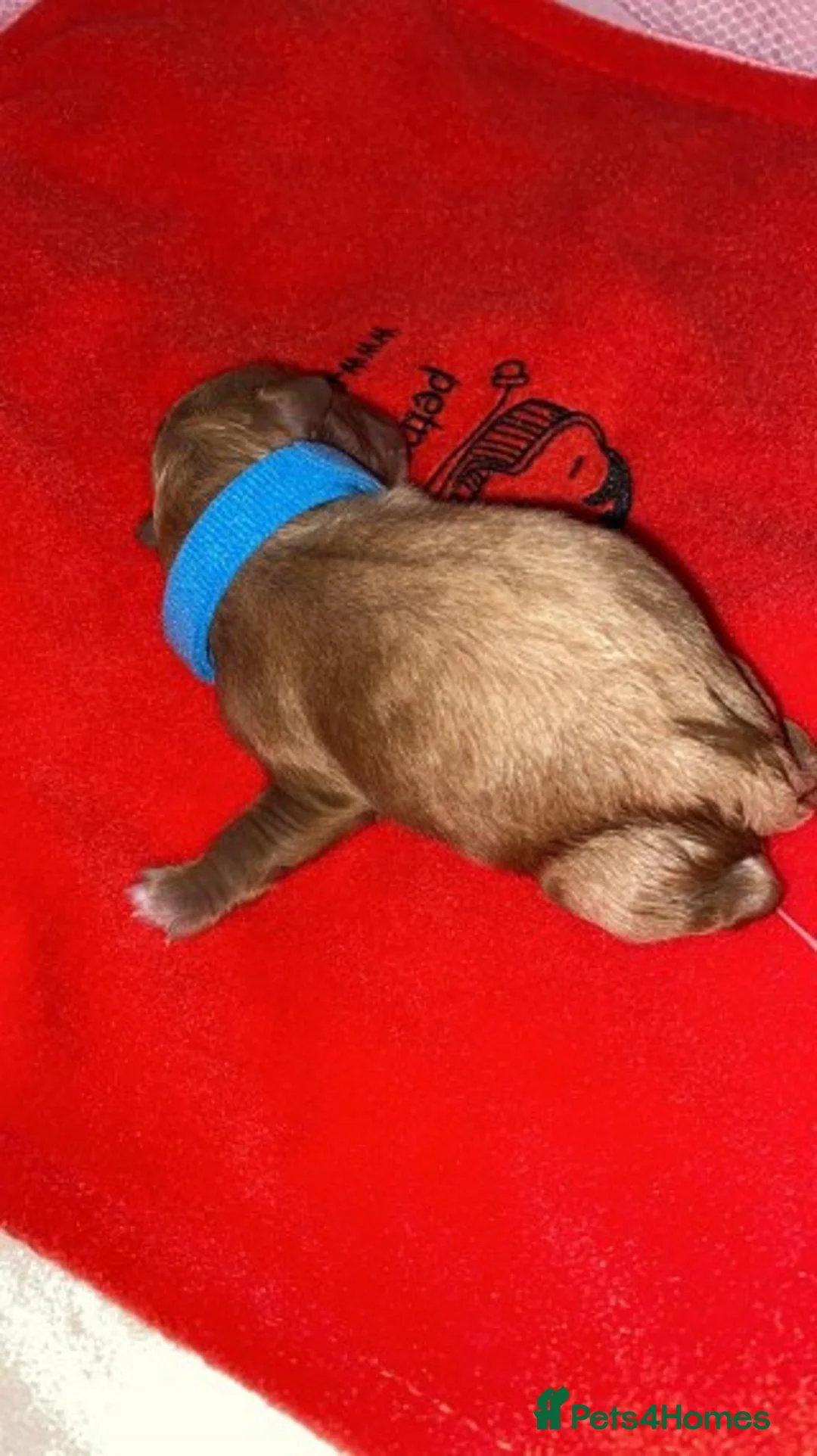 Toy Poodle dogs for stud: Extensively DNA Health Tested Deep Red Toy Poodle in Mansfield - Advert 20