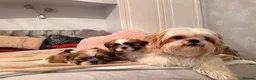 Shih Tzu dogs for sale: Shih tzu boys x 2 - Advert 1
