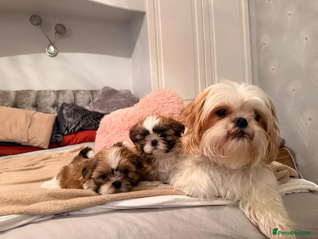 Shih Tzu dogs for sale: Shih tzu boys x 2 - Advert 1