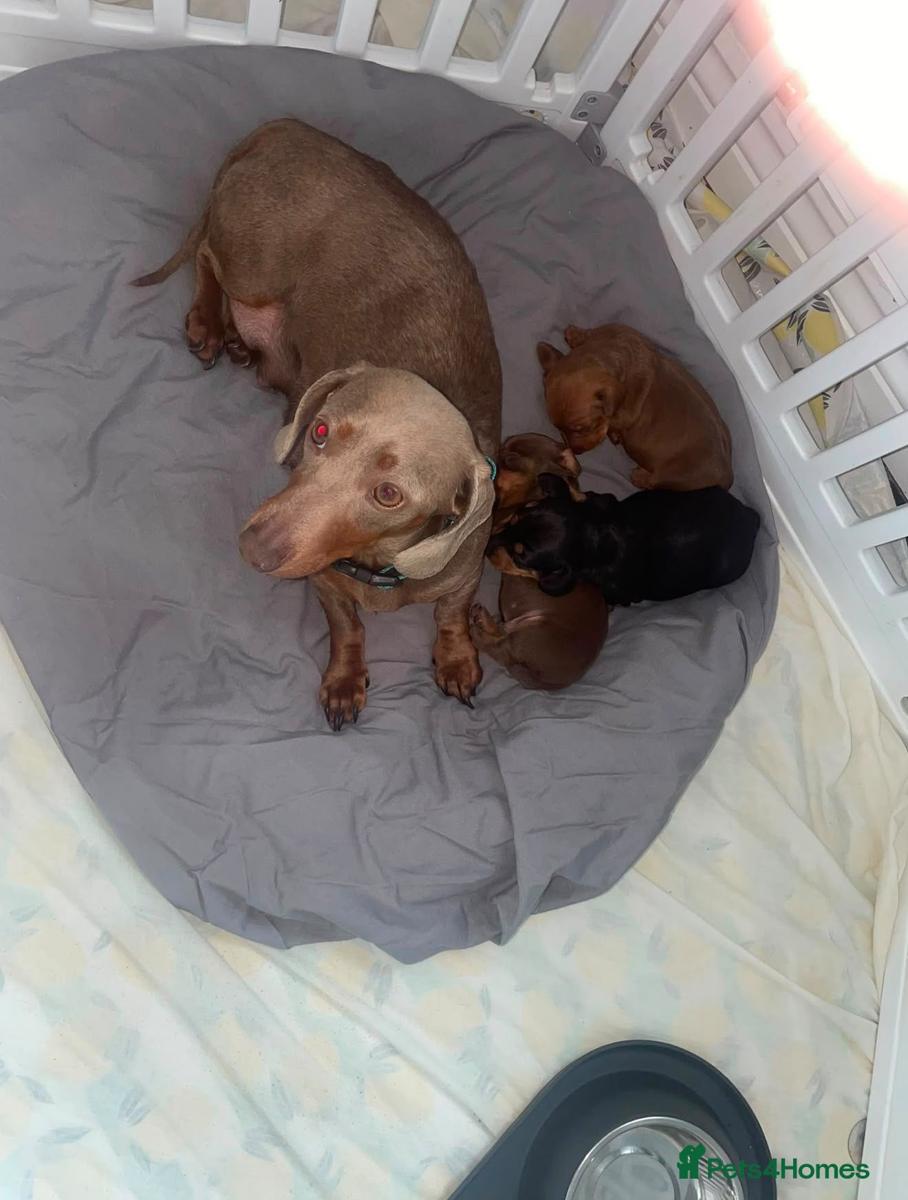 Miniature Dachshund dogs Prince - Advert 8