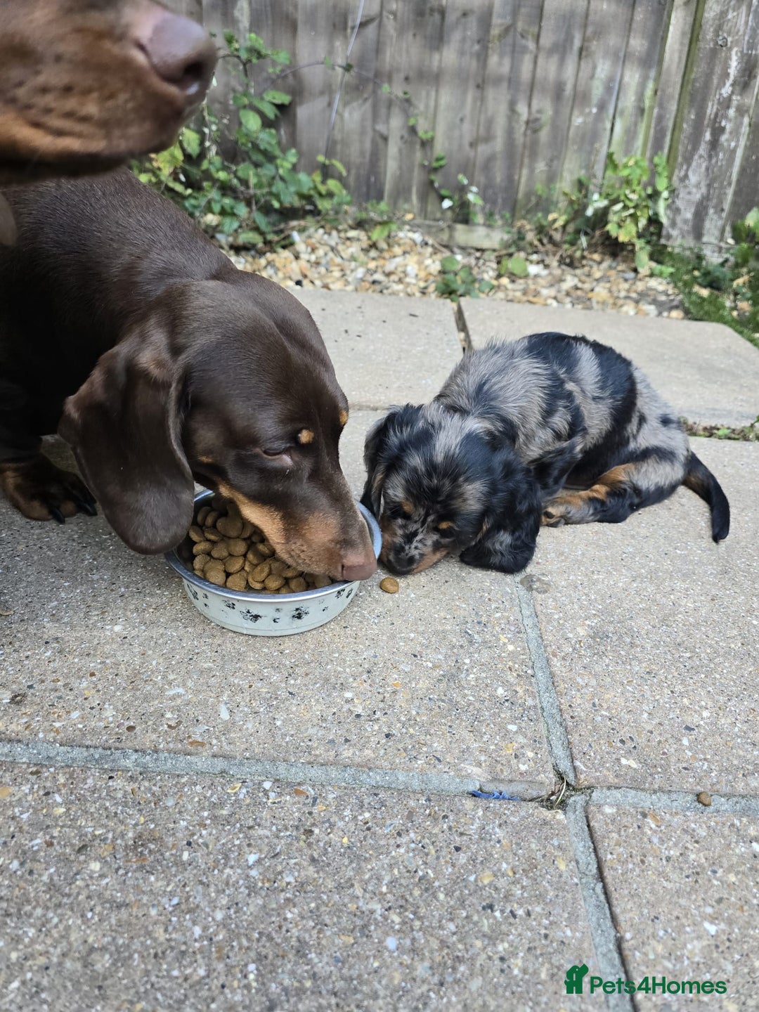 Dachshund dogs for sale: Isabella black &tan longhair dapple boy  - Image 8