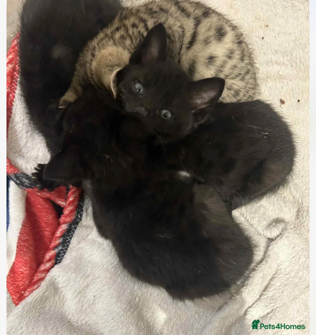 Savannah cats for sale: 2 black smoke Savanna's left f3 need a home asap  - Advert 2