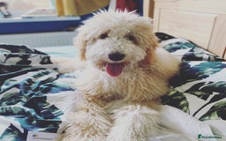 Labradoodle dogs for stud: Gentle and proven study dog Teddy - Image 1