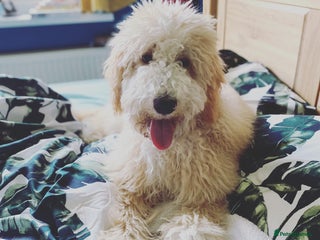 Labradoodle dogs - Advert 1