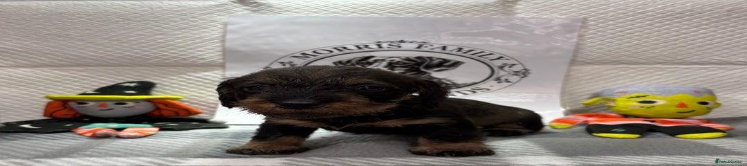 Black and Tan female 