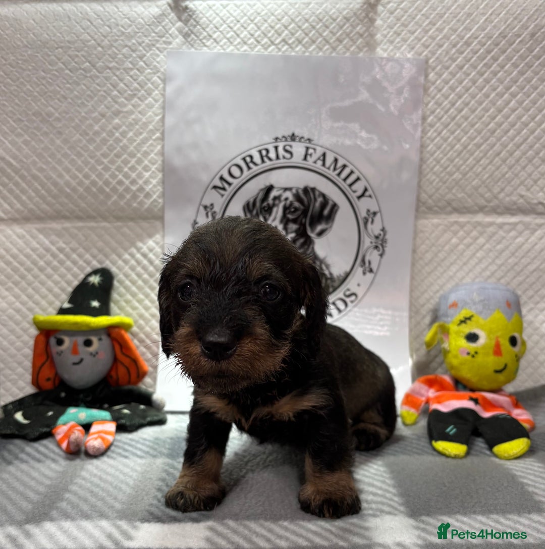 Miniature Dachshund dogs for sale: Stunning miniature wire haired dachshunds  - Image 2