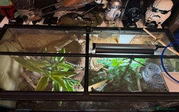 Gecko reptiles for sale: Female lilly white gecko and set up  - Image 6