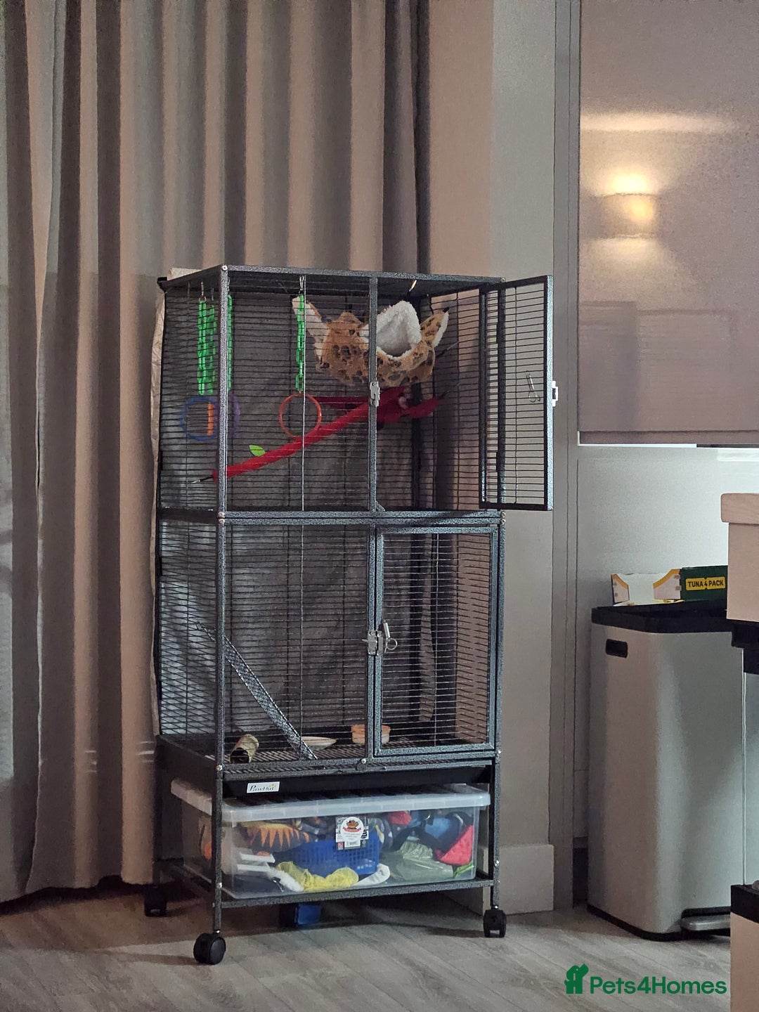 Sugar Glider rodents for sale: Male sugar glider 9 month old  - Image 3