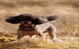 Toy Poodle dogs for stud: Toy poodles for stud - Image 4