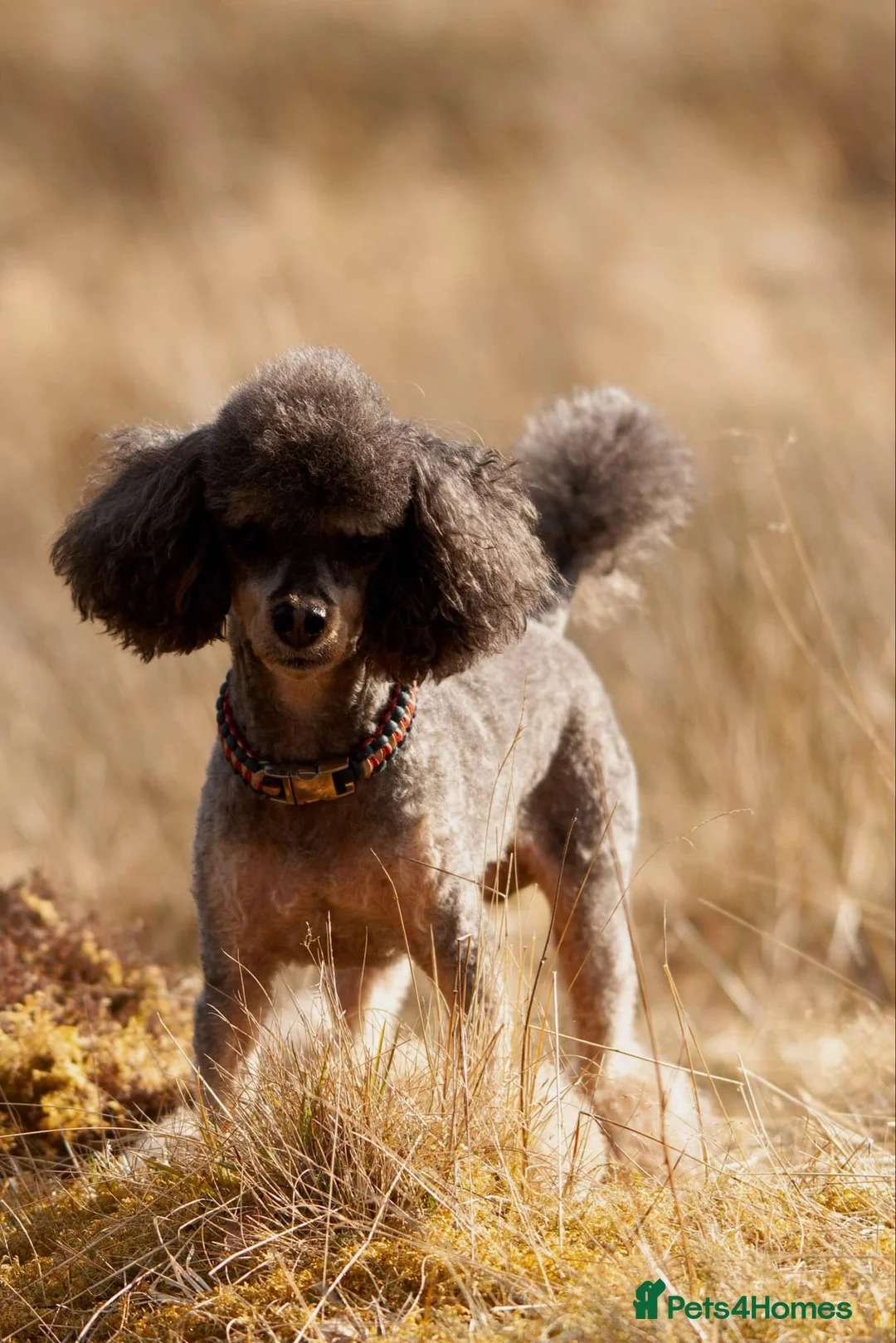 Toy Poodle dogs for stud: Toy poodles for stud - Advert 7