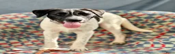 Mixed Breed dogs for adoption: Hairy Hayden - Advert 5