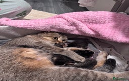 Scottish Fold cats for sale: Scottish fold X Scottish straight  - Advert 3