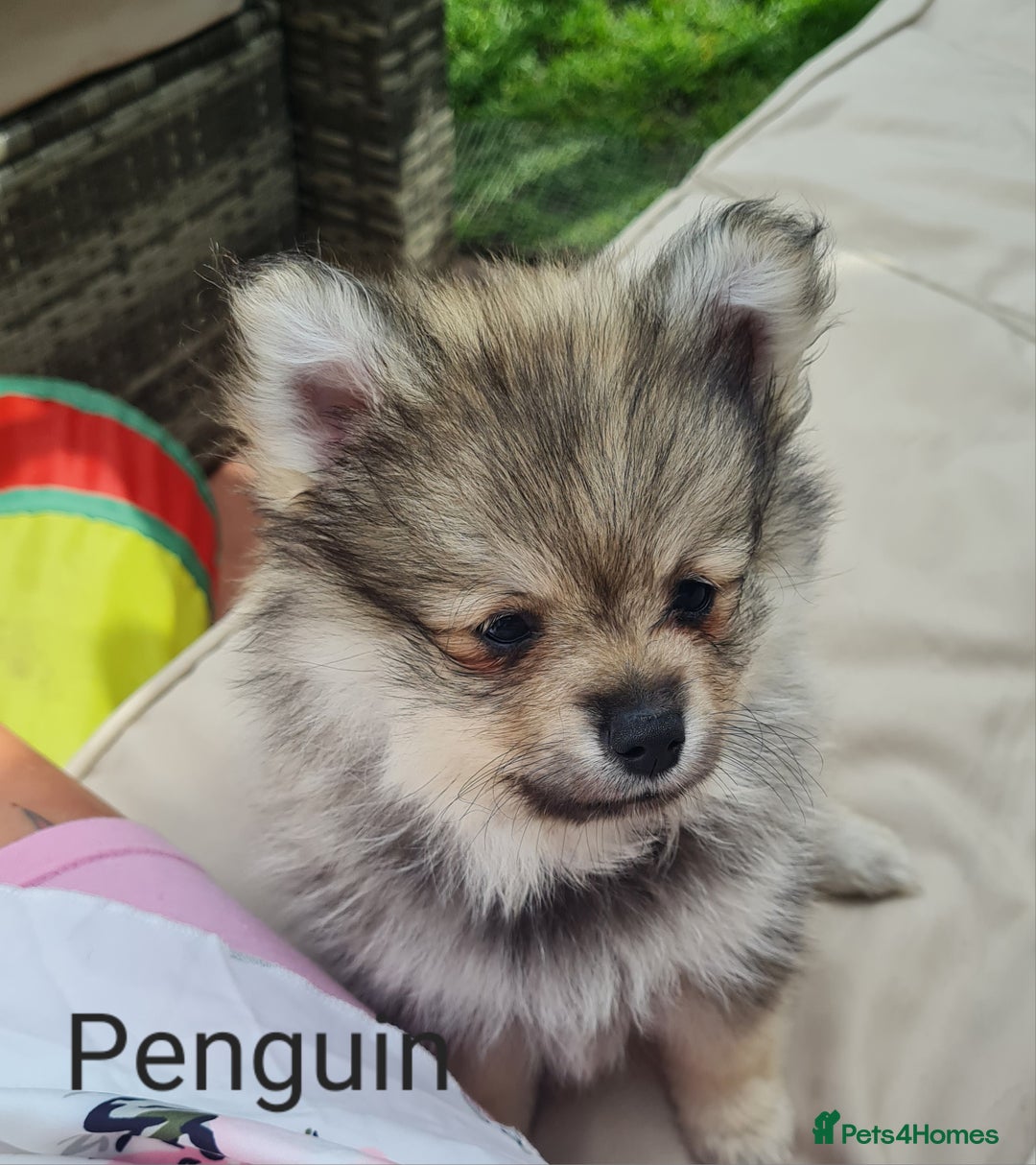 Mixed Breed dogs for sale: Ready now Pomeranian cross. ( Lapponian ) - Image 6