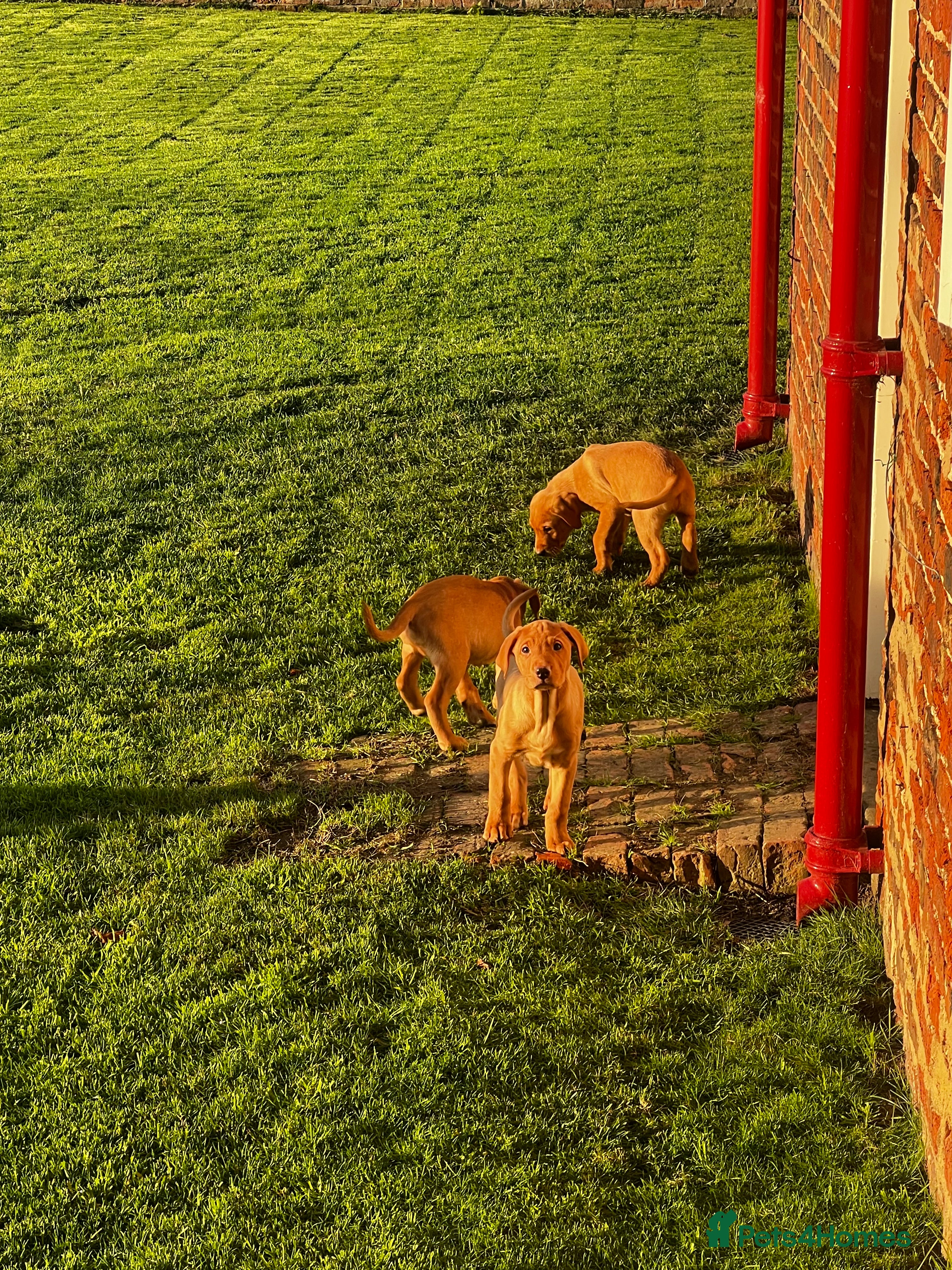 Labrador Retriever dogs Fox Red Labrador’s  - Advert 7