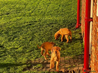 Labrador Retriever dogs Fox Red Labrador’s - Advert 13