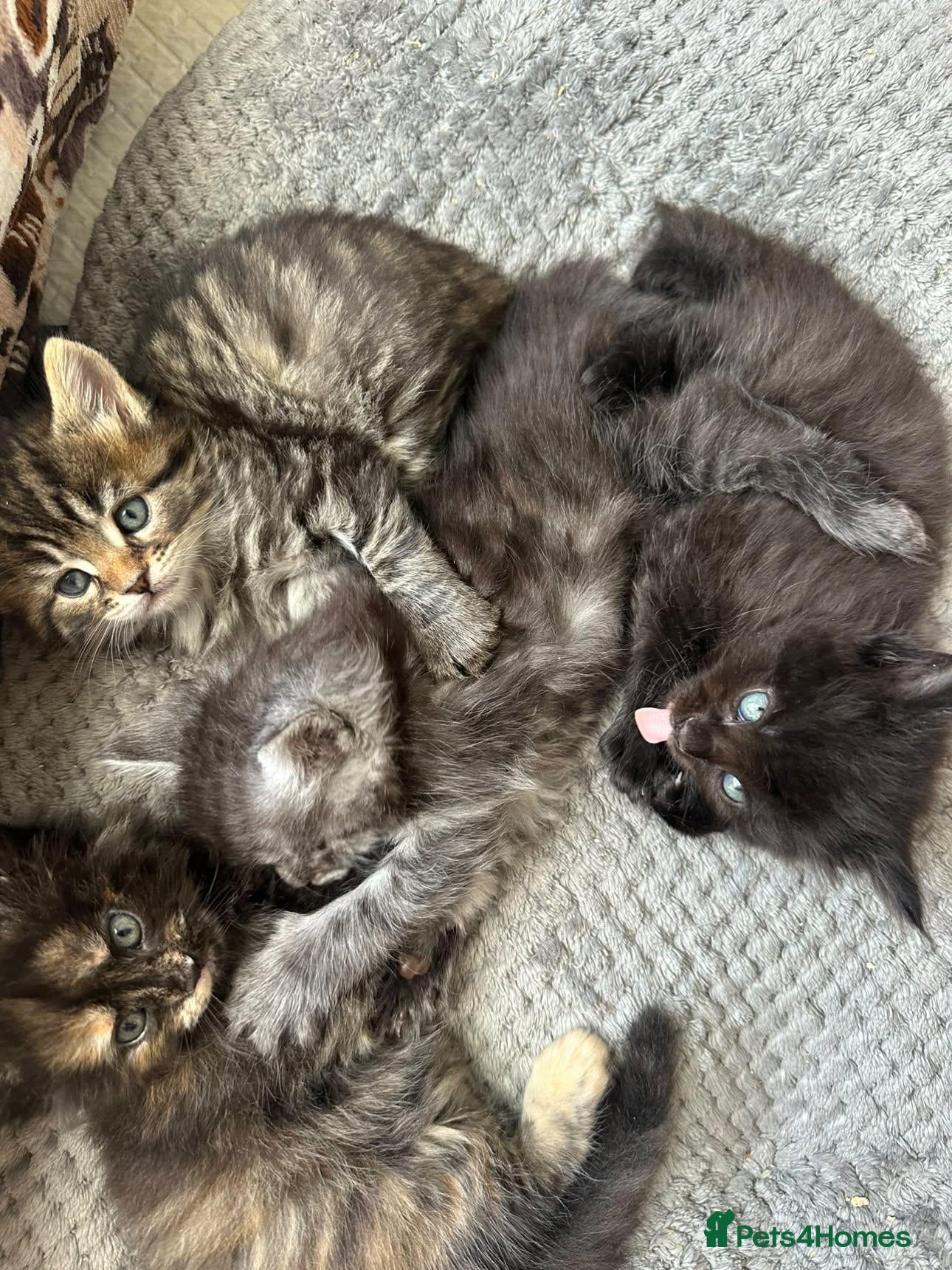 Maine Coon cats Fluffy Tortoiseshell Girl and Black Boy Kittens - Advert 2