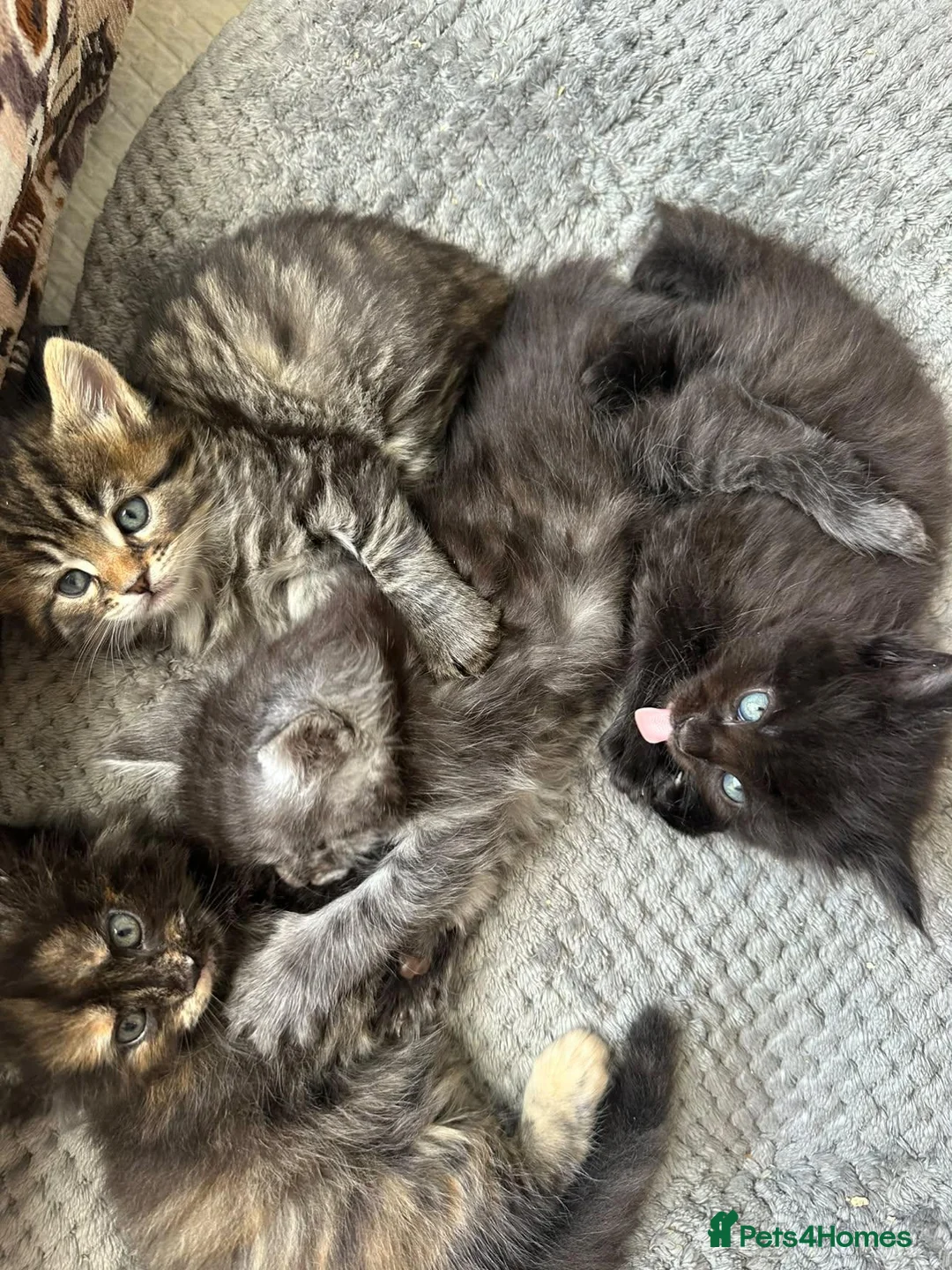 Maine Coon cats for sale: Fluffy Tortoiseshell Girl and Black Boy Kittens - Advert 2
