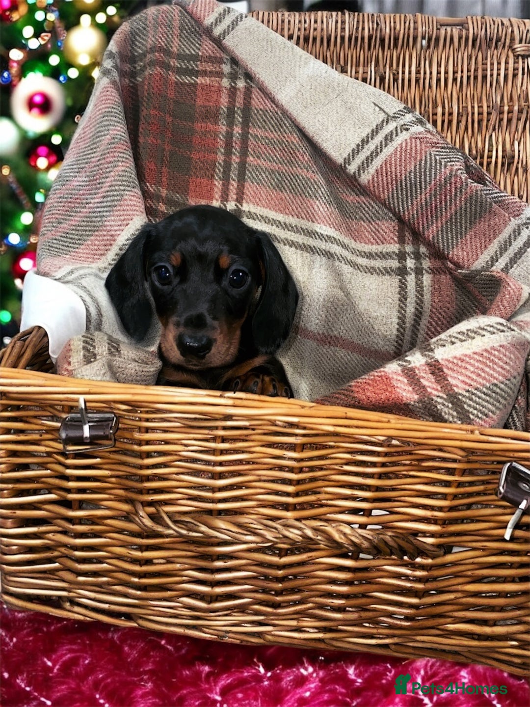 Miniature Dachshund dogs for sale: 3 beautiful miniature dachshund boys - Advert 11