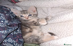 Mixed Breed cats for sale: Gorgeous and rare colour kittens 8weeks ready now - Image 4