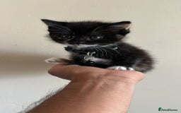 British Shorthair cats for sale:  Adorable Kitten Looking for Their Forever Homes! - Image 1