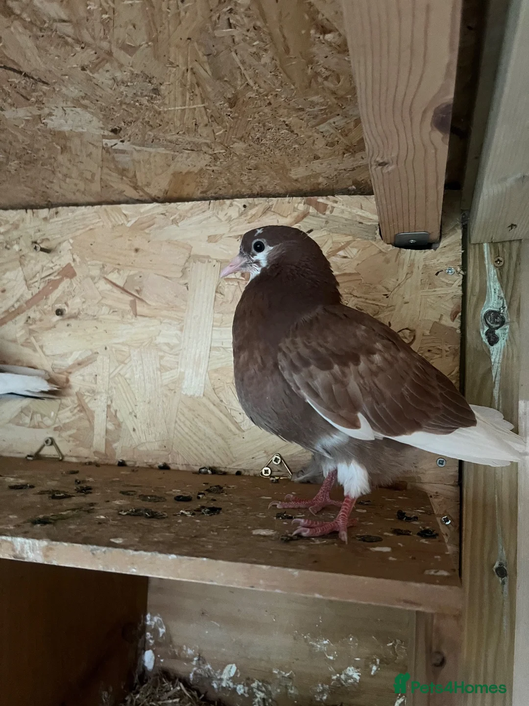 Pigeons birds for sale: Birmingham roller  in Leeds - Advert 4