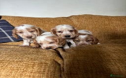 Cocker Spaniel dogs for sale: stunning pure show cockers health tested puppies - Image 19
