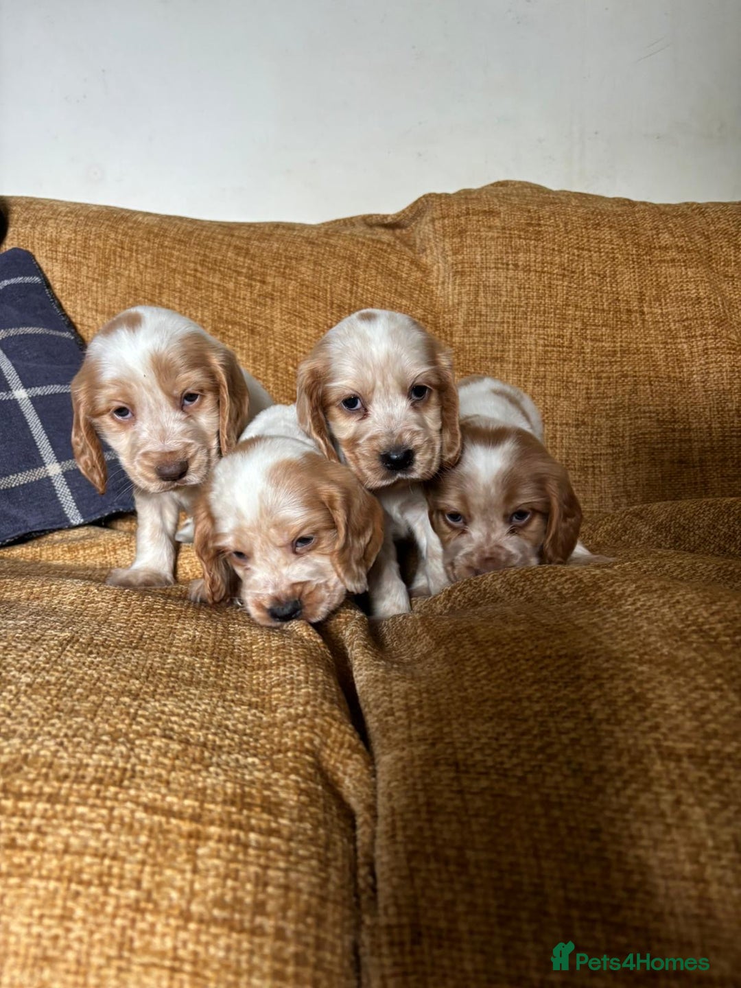 Cocker Spaniel dogs for sale: stunning pure show cockers health tested puppies - Image 19