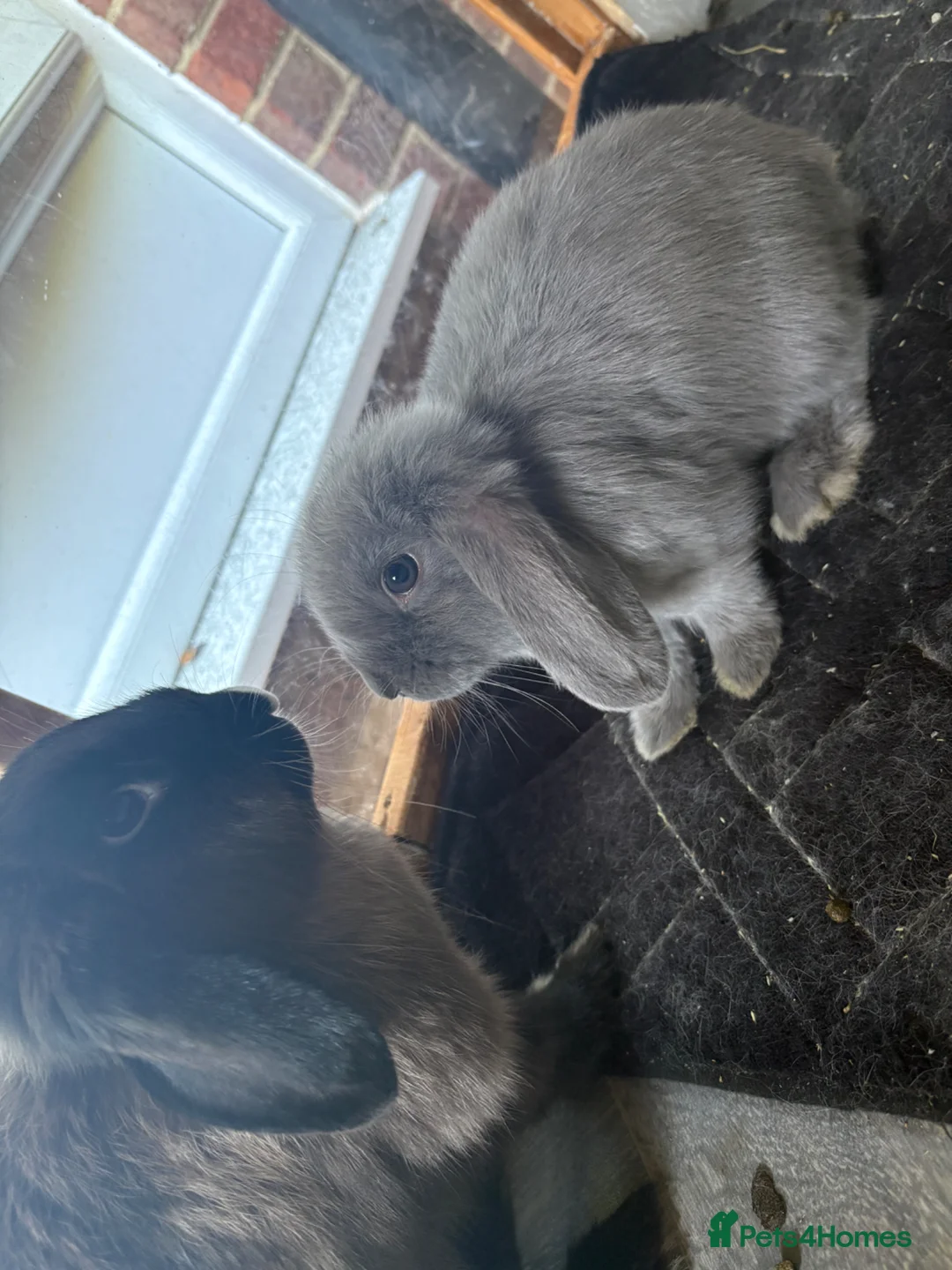 Mini Lop rabbits for sale: Baby bunnies looking for their new home 🐰❤️ - Advert 1