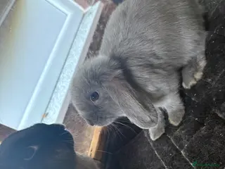 Mini Lop rabbits for sale: Baby bunnies looking for their new home 🐰❤️ - Advert 1