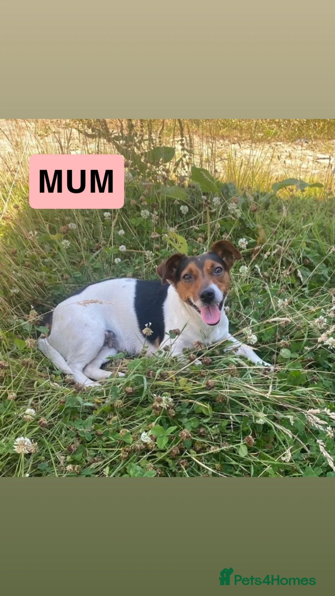 Jack Russell dogs for sale: 3 MALE JACK RUSSEL PUPPIES - Advert 13