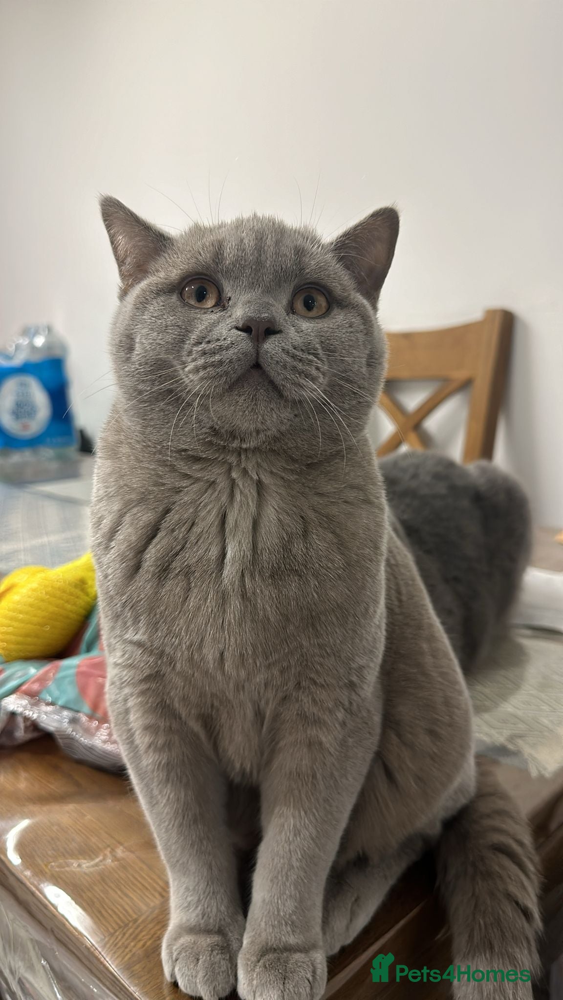British Shorthair cats Lilac Male Champion Bloodline BSH Kitten GCCF - Advert 3