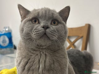 British Shorthair cats Lilac Male Champion Bloodline BSH Kitten GCCF - Advert 3