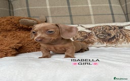 Miniature Dachshund dogs for sale: ❤️MINIATURE DACHSHUNDS❤️ - Image 7