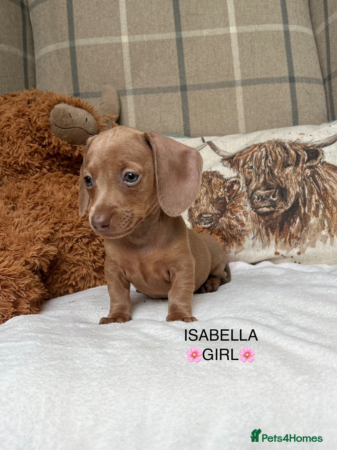 Miniature Dachshund dogs for sale: ❤️MINIATURE DACHSHUNDS❤️ - Image 7