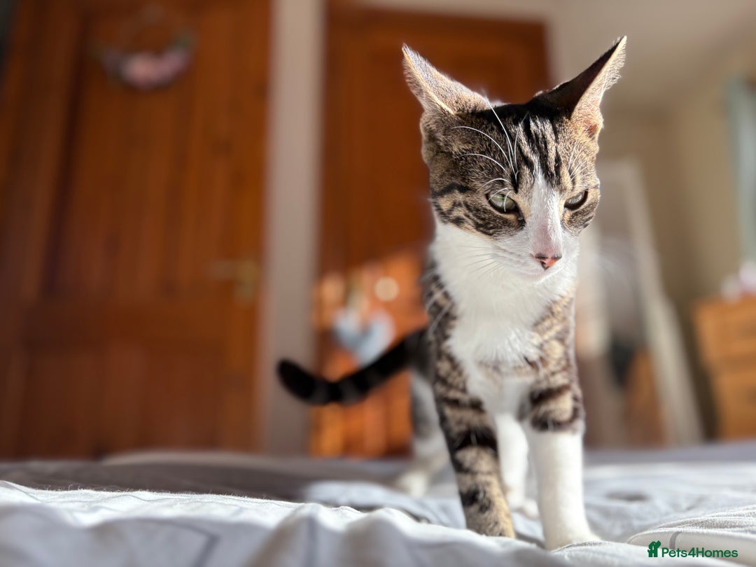 Mixed Breed cats for sale: 3 young cats/kitten - Image 5