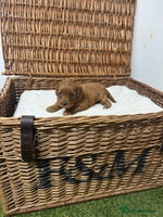 Cockapoo dogs - Advert 2