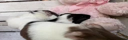 Guinea Pig rodents for sale: Trio of beautiful female baby guinea pigs for sale - Advert 6