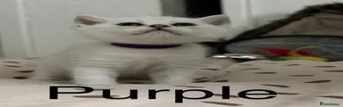 British Shorthair 2