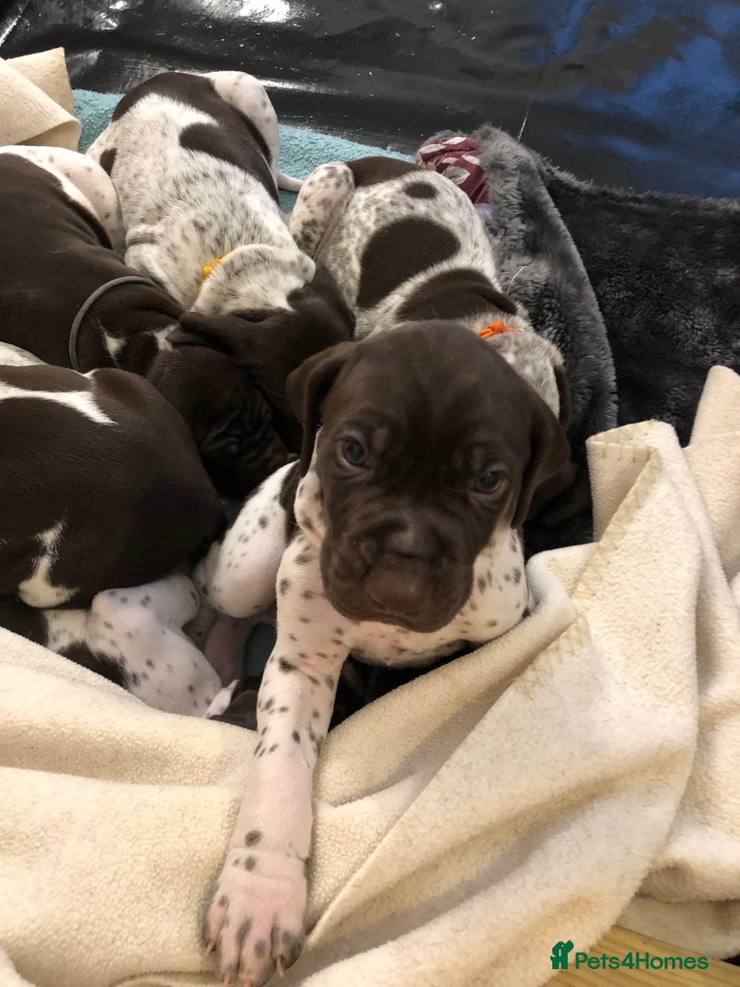 German Shorthaired Pointer dogs for sale: ALL RESERVED  - Advert 22