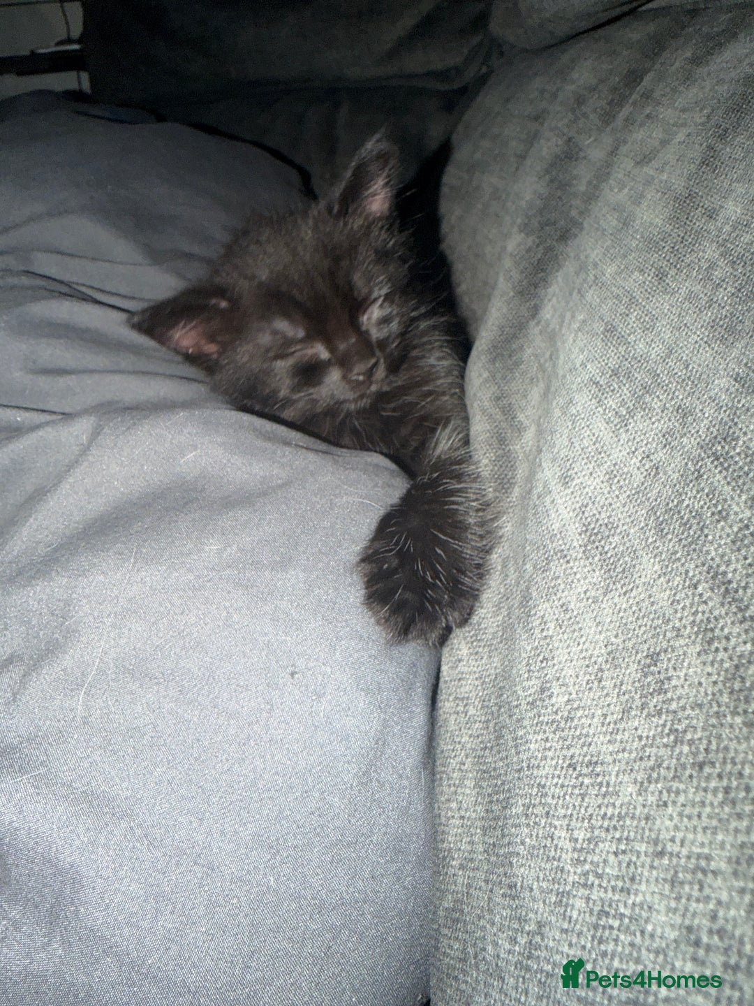 Ragdoll cats for sale: Beautiful ragdoll x domestic shorthair kittens - Image 17