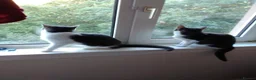 Mixed Breed cats for sale: Selling my 2 cat  - Advert 2