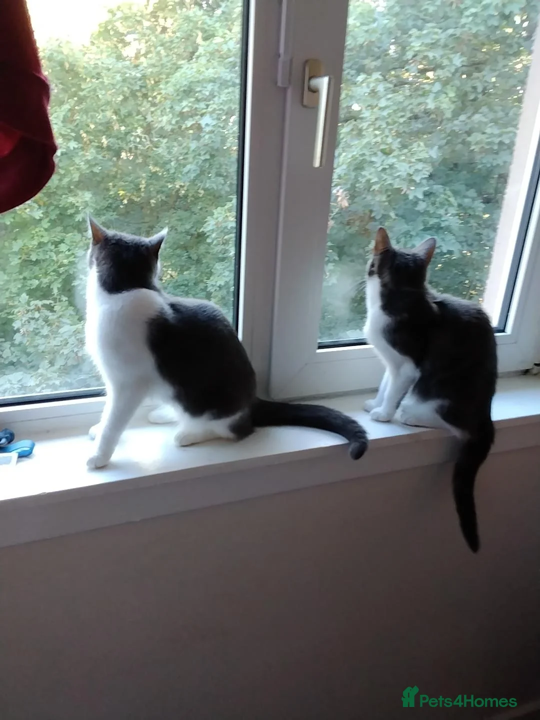 Mixed Breed cats for sale: Selling my 2 cat  - Advert 2