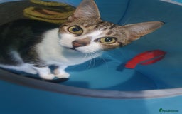 Mixed Breed cats for sale: Tabby Girl *Please Read Description* - Image 2
