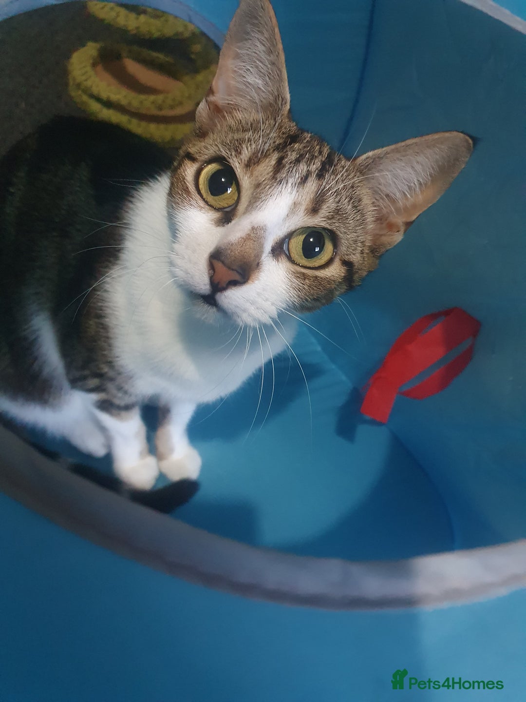 Mixed Breed cats for sale: Tabby Girl *Please Read Description* - Image 2