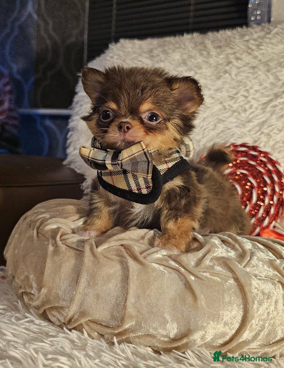 Chihuahua dogs for sale: Xx gorgeous chocolate longcoat chihuahua puppy Xx - Advert 11