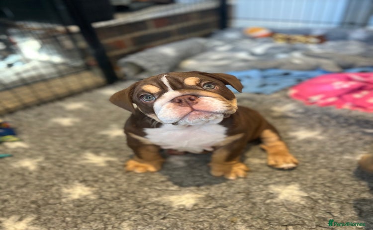 English Bulldog dogs - Advert 2
