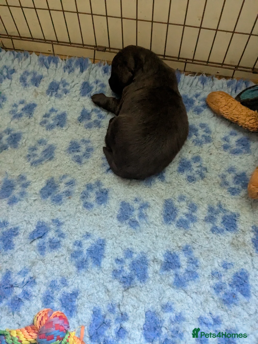 Flat coated Retriever dogs for sale: Flatcoated Retriever Puppies  - Advert 2