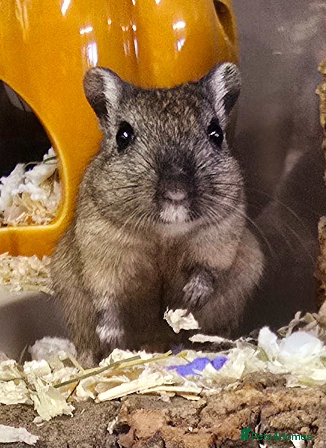 Gerbil rodents 2 female baby Nutmeg gerbils  - Advert 3